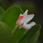 Cosmibuena flower