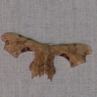 Brown Scoopwing Moth