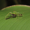 Magnolia green jumper and its prey