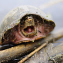 Musk Turtle