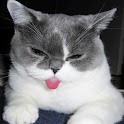 Love Cats Backgrounds logo
