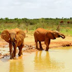 African Elephant