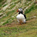 Atlantic Puffin