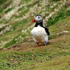 Atlantic Puffin