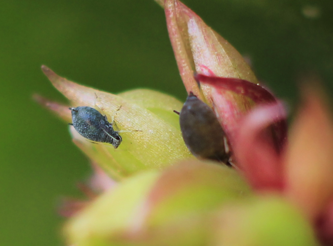 Melon Aphid or Cotton Aphid