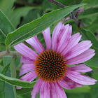 Purple Cone Flower
