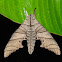 Hawk Moth (No Common Name)