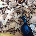 Oil beetle