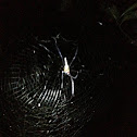 Golden Orb Spider