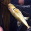 Smooth Golden Pufferfish