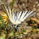 Scarce Swallowtail