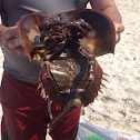 Horseshoe Crab