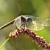 Blue Dasher