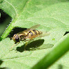 hoverfly (with parasite?)