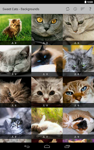 Cats pictures HD