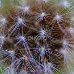 Macro Dandellion by Nina Kriznic - Nature Up Close Other plants
