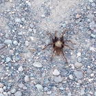 Texas Brown Tarantula