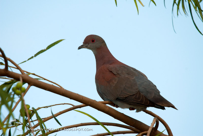 Pale - vented pigeon
