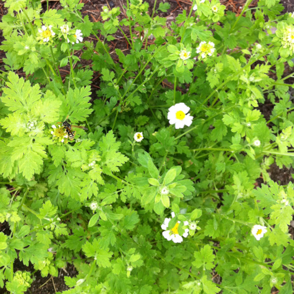 Chamomile? Feverfew? Project Noah