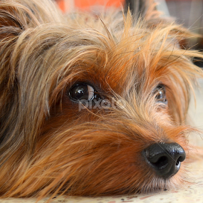 by Tupu Kuismin - Animals - Dogs Portraits