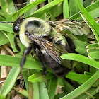 Brown-Belted Bumble Bee