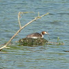 Great Crested Grebe