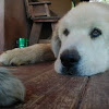 Great Pyrenees