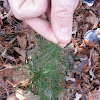 Evergreen Sapling