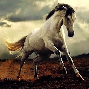 Horse wallpaper - Android Apps on Google Play