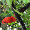 King parrot (Male)