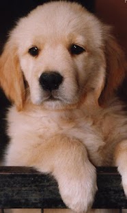 download Labrador Wallpapers free