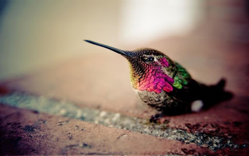 Hummingbird HD Wallpaper