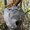 Bald-faced Hornet's Nest