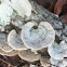 false Turkey tail mushroom