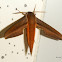 Tersa Sphinx moth