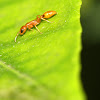 golden ant