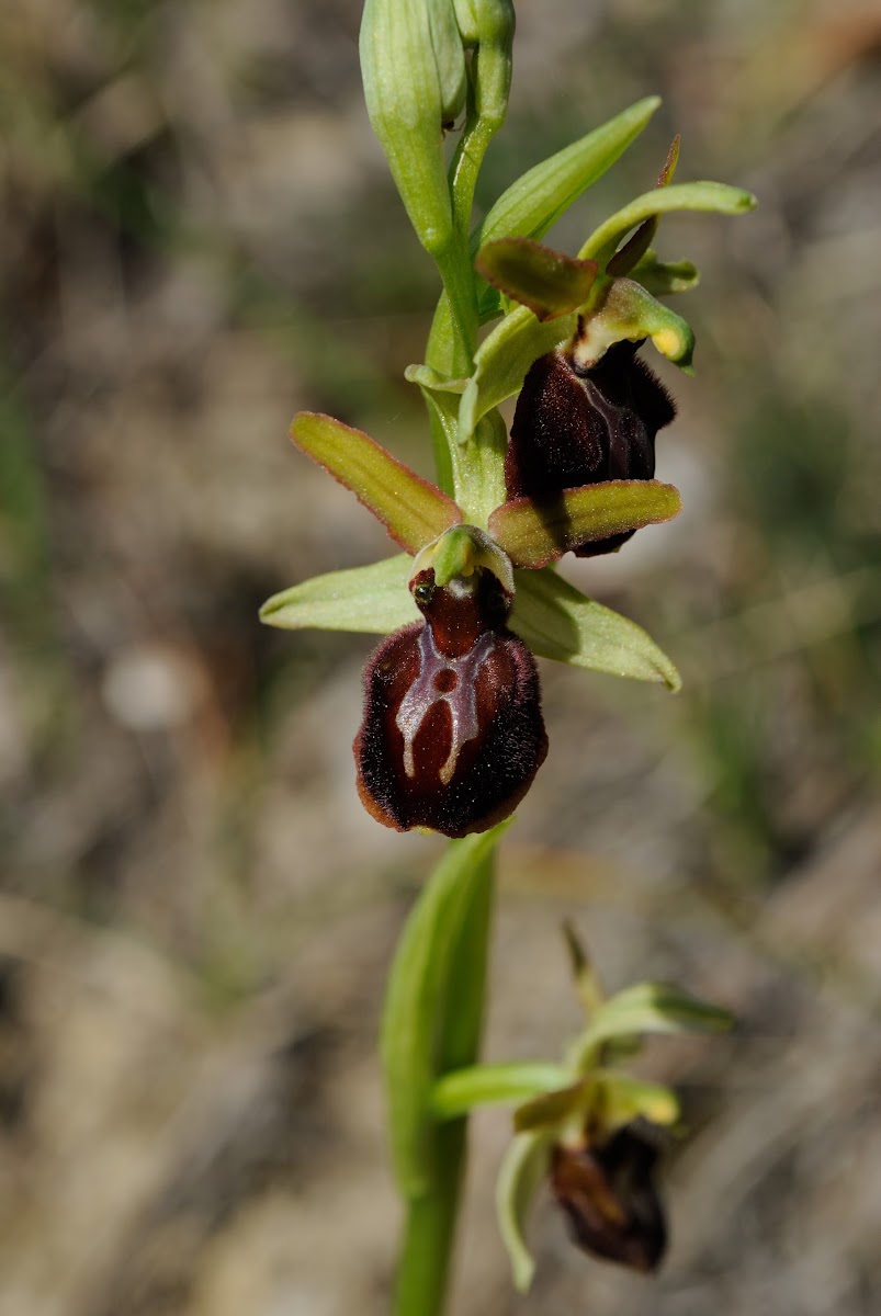 Early Spider Orchid, Osjeliko mačje uho