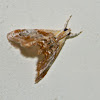 Julia's Dicymolomia moth