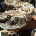 Diamondback Rattlesnake