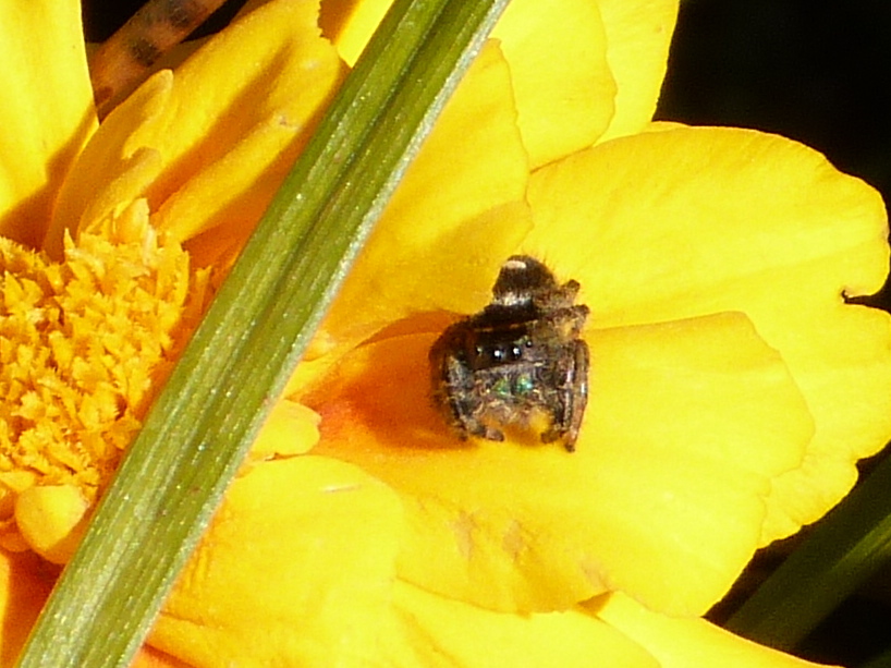 Daring jumping spider