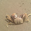 Horned Ghost Crab
