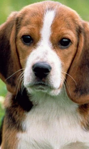 Beagles Jigsaw Puzzle