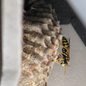 European Paper Wasp (female)