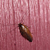 Dusky Cockroach (male)