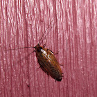 Dusky Cockroach (male)