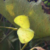 Yellow Butterfly mating