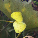 Yellow Butterfly mating