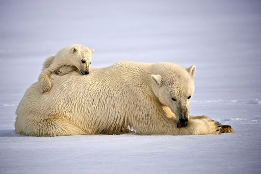 A mother polar bear grooms herself while her cub hangs on. On many Hurtigruten Fram cruises to Svalbard, guests have enjoyed watching polar bears rest on the Arctic ice.