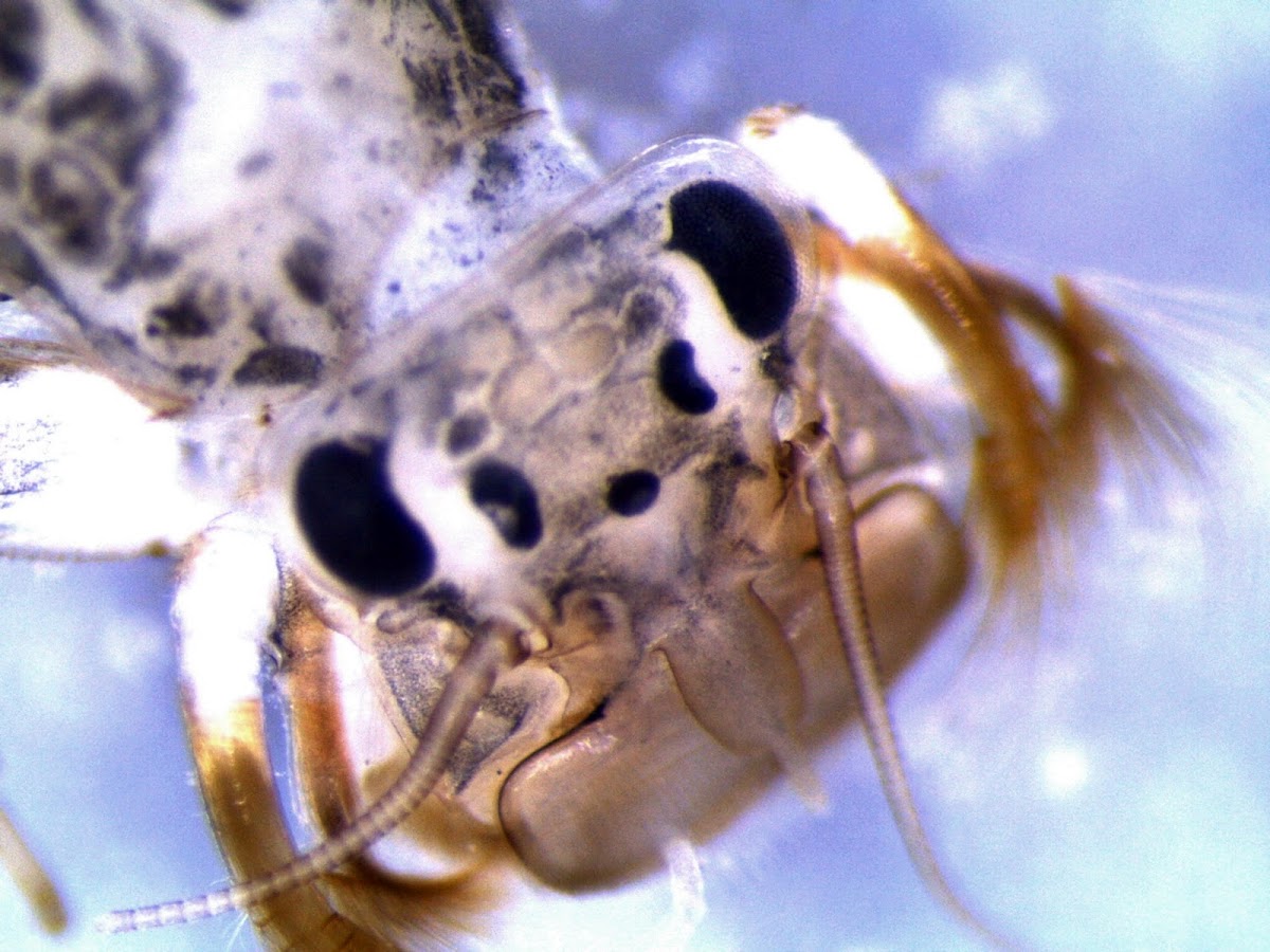 Mayfly nymph