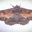 Zale Moth